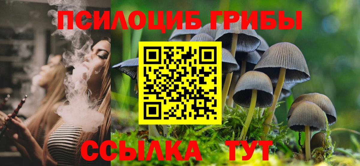 Галлюциногенные грибы Psilocybe Кудрово